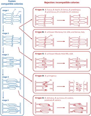 Phylogenomics and systematics of botryllid ascidians, and implications for the evolution of allorecognition